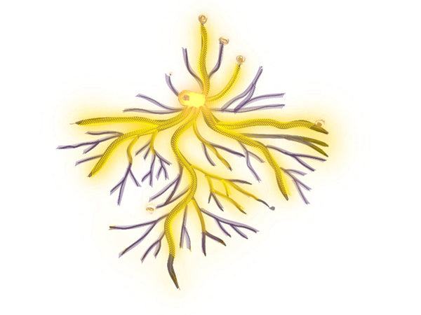 Root Circuit motif icon